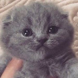 Meet your Posher, Betty